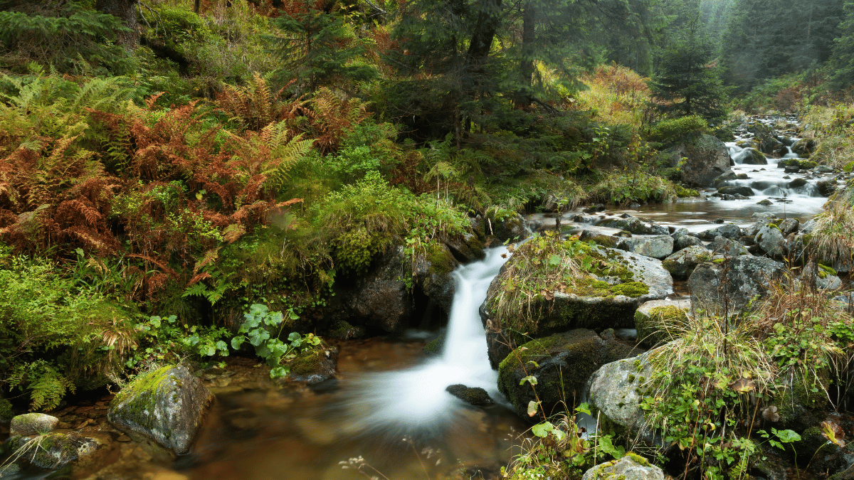 "Journey into Mindfulness." This image portrays a winding path leading through a lush forest, representing the journey into mindfulness. It's more than just a scenic view; it's a metaphor for the path that lies ahead - one filled with discovery, growth, and a deeper connection with the world around you.