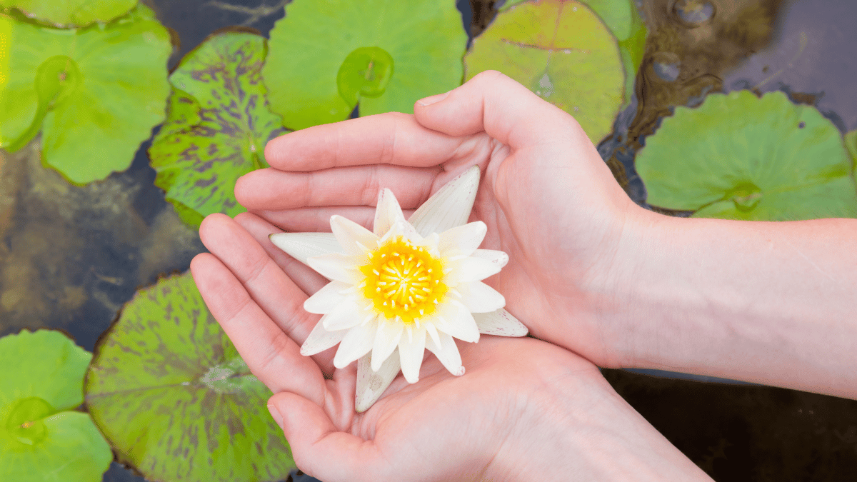 "The Practice of Mindfulness." The image shows a pair of hands holding a blooming lotus flower - a universal symbol of purity and enlightenment. It serves as a reminder of the beauty that mindfulness can unfold in our lives when we nurture it like a delicate bloom.